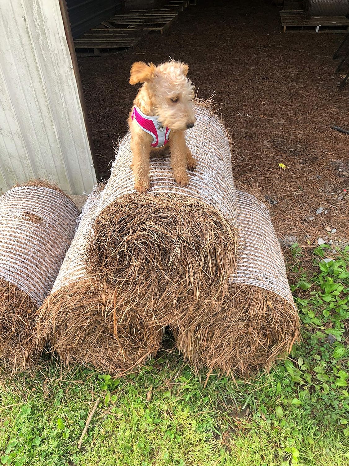 Pine Straw Mulch - Premium, All-Natural - 110 Sqft